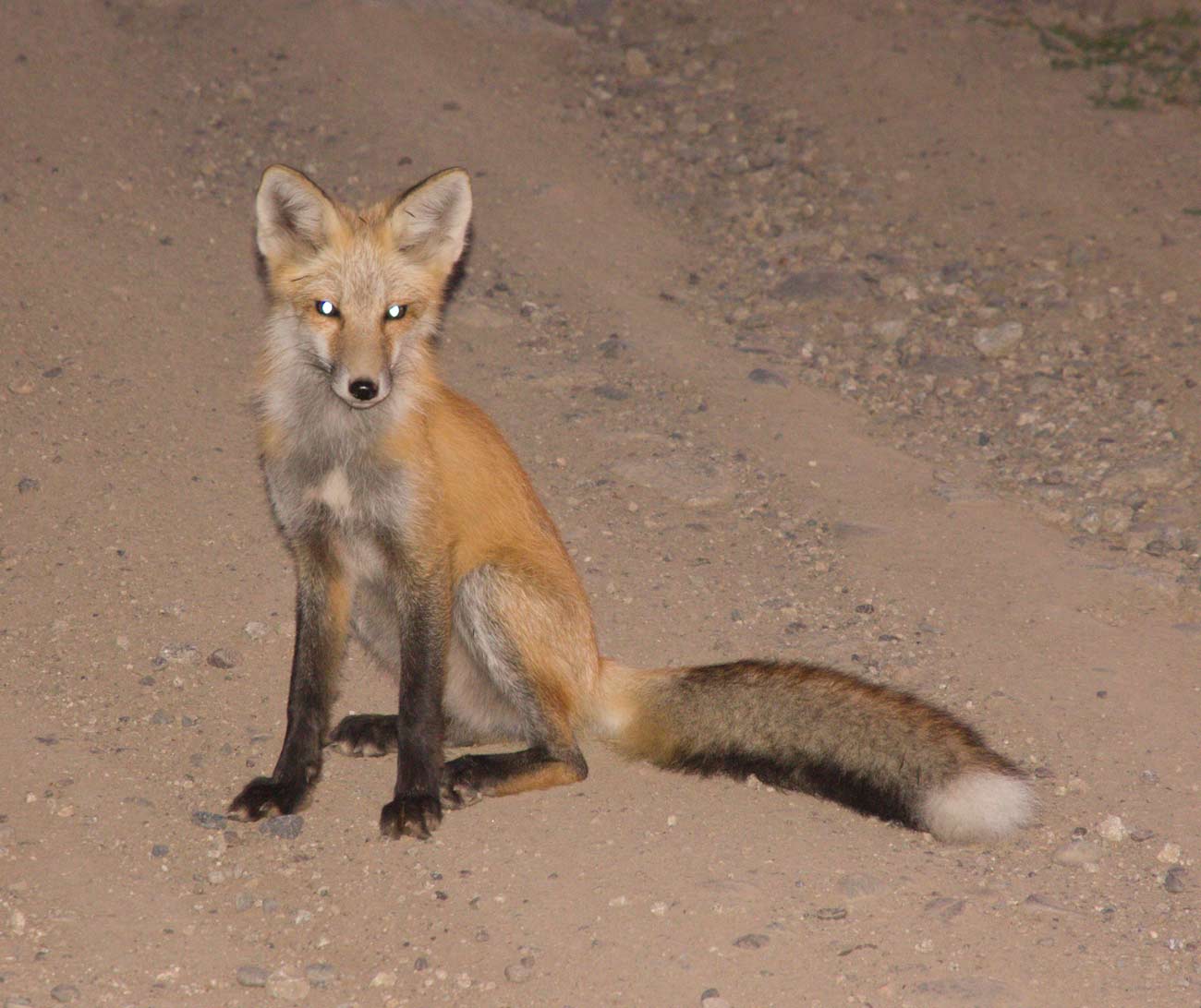 fox