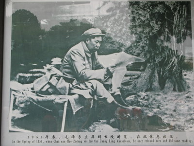 mao