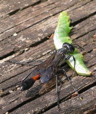 wasp